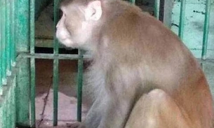 Macaco que matou uma pessoa durante crise de abstinência de álcool é condenado à 'prisão perpétua'