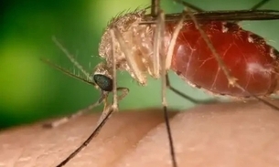 Foto: Maruim / mosquito transmissor da Febre Oropouche