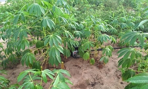 Motor é encontrado escondido em plantação de mandioca após ser furtado em Lábrea