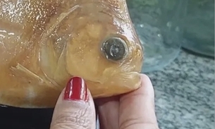 Piranha com ‘pintas de onça' é descoberta na Amazônia e batizada de Juma
