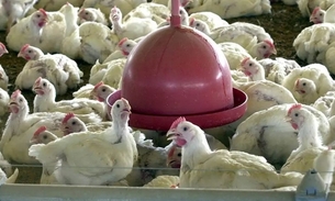 Ministério da Agricultura descarta novos casos de doença aviária no Brasil