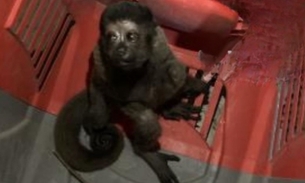 Macaco-barrigudo ferido é resgatado na avenida Torquato Tapajós