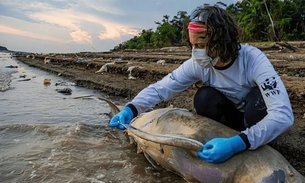 Botos mortos devido à seca no Amazonas em 2023 — Foto: Miguel Monteiro/Instituto Mamirauá