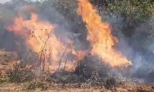 Pés de maconha queimados em Curaçá. - Foto: Divulgação PM-BA