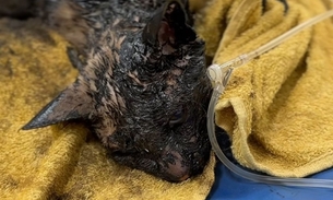 Gato é encontrado coberto de piche no Cidade Nova