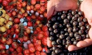 Açaí e guaraná estão entre as melhores frutas do mundo, segundo guia internacional