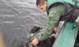 Tartarugas apreendidas pela polícia ambiental são devolvidas ao rio