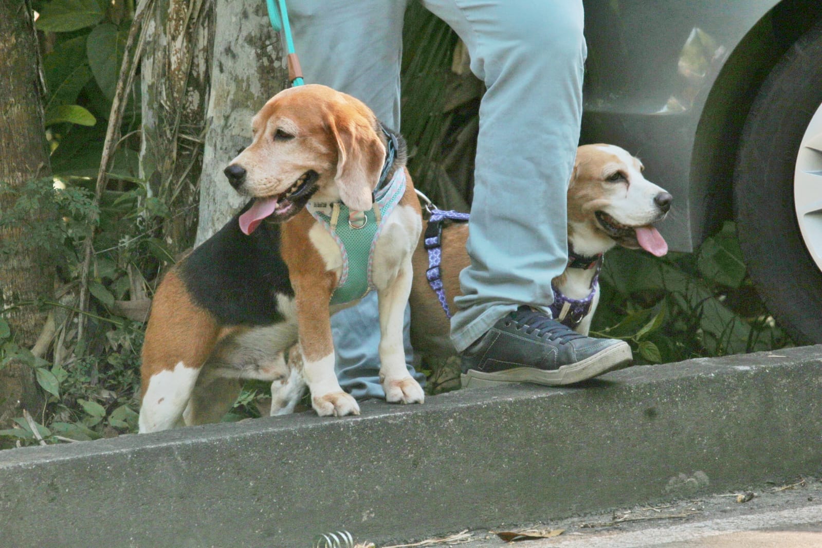 Os animais não ficaram feridos. Foto: Jander Robson / Portal do Holanda