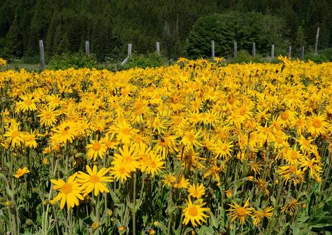 Arnica poderoso anti infamat rio melhora reumatismo e muito